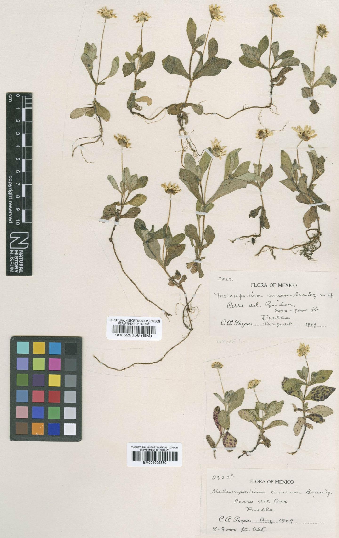 To NHMUK collection (Melampodium aureum Brandegee; TYPE; NHMUK:ecatalogue:4977251)