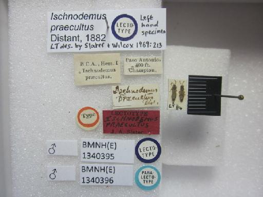 Ischnodemus praecultus Distant, 1882 - Ischnodemus praecultus-BMNH(E)1340395-Lectotype male dorsal & labels