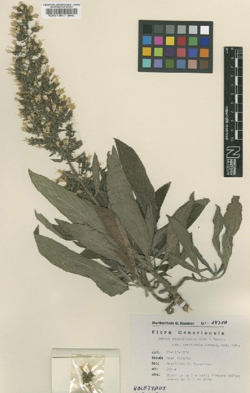 Echium onosmifolium subsp. spectabile G.Kunkel - BM000578667