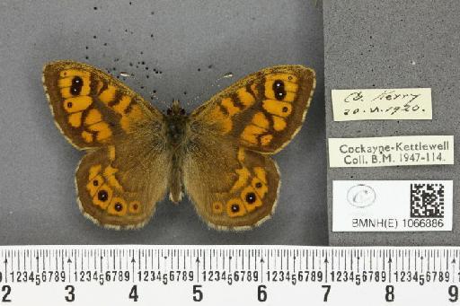 Lasiommata megera ab. quadriocellata Oberthür, 1909 - BMNHE_1066886_28621