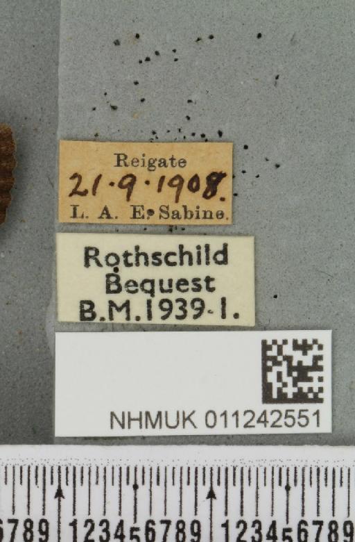 Aporophyla lutulenta (Denis & Schiffermüller, 1775) - NHMUK_011242551_label_643667