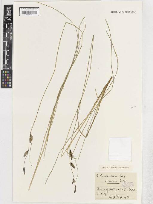 Carex nigra var. juncea - BM001183784 C