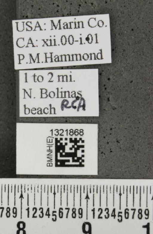 Diabrotica undecimpunctata Mannerheim, 1843 - BMNHE_1321868_label_18362