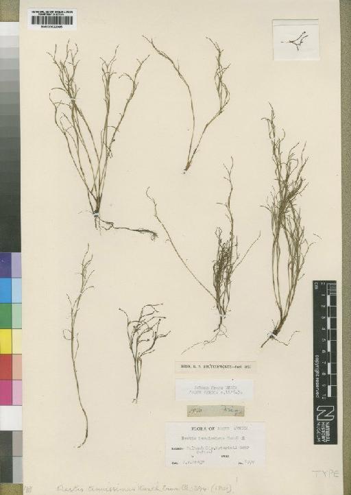Ischyrolepis tenuissima (Kunth) H.P.Linder - BM000922365