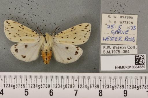 Spilosoma lubricipeda (Linnaeus, 1758) - NHMUK_010384689_508335