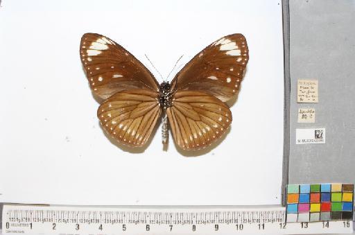 Euploea swainson Felder & Felder, 1865 - NHMUK010429990_2_Euploea_swainson_(Godart, [1824])