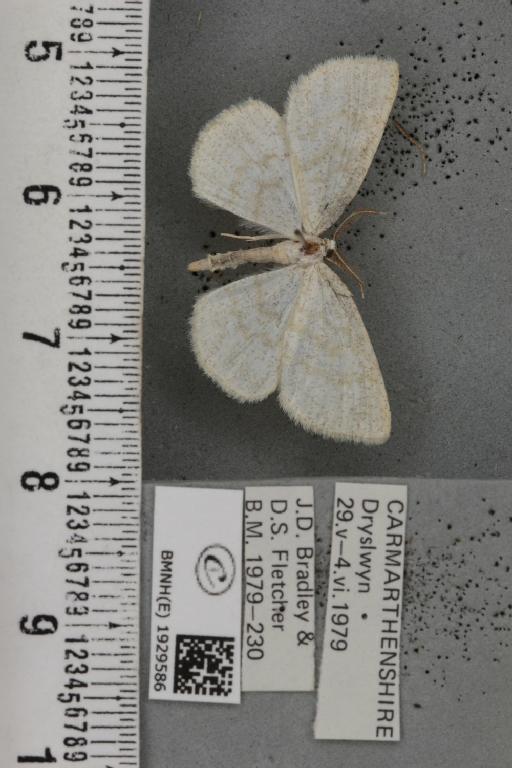 Cabera exanthemata (Scopoli, 1763) - BMNHE_1929586_494981