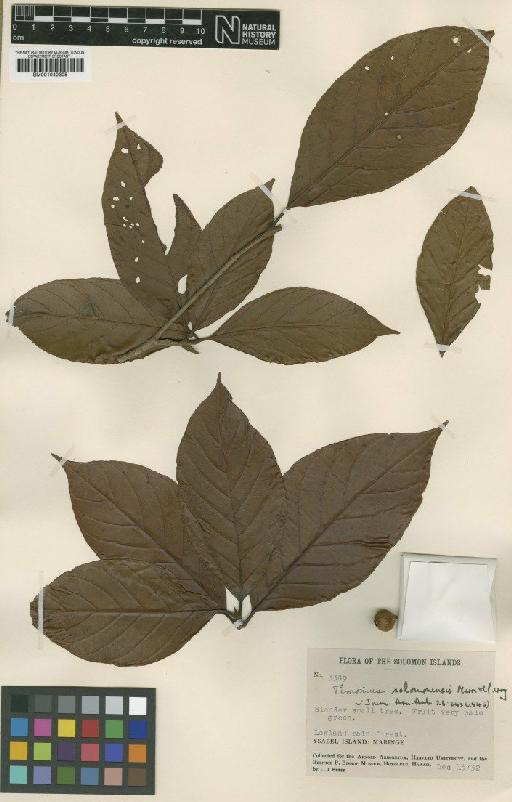 Timonius solomonensis Merr. & L.M.Perry - BM001040308