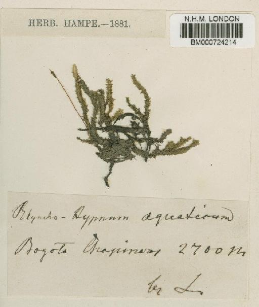 Platyhypnidium aquaticum (A.Jaeger) M.Fleisch. - BM000724214