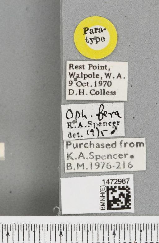 Ophiomyia fera Spencer, 1977 - BMNHE_1472987_label_47373