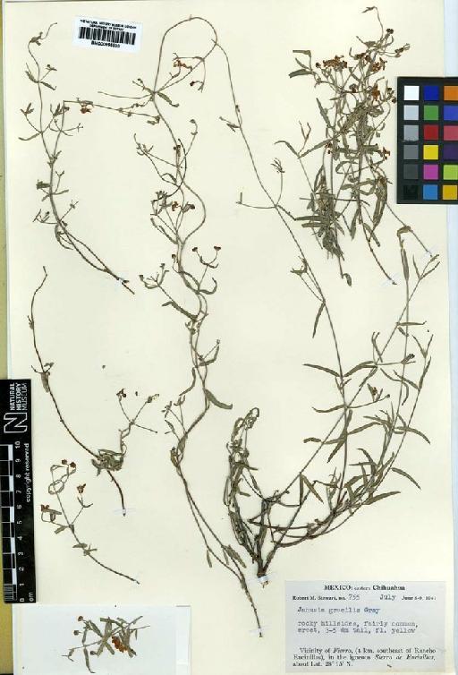 Janusia gracilis A.Gray - BM000895833