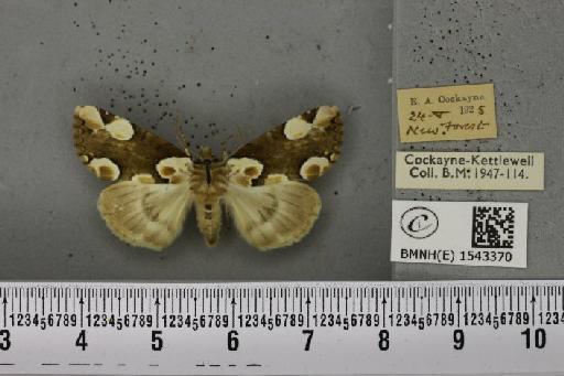 Thyatira batis ab. indecorata Turner, 1926 - BMNHE_1543370_234913