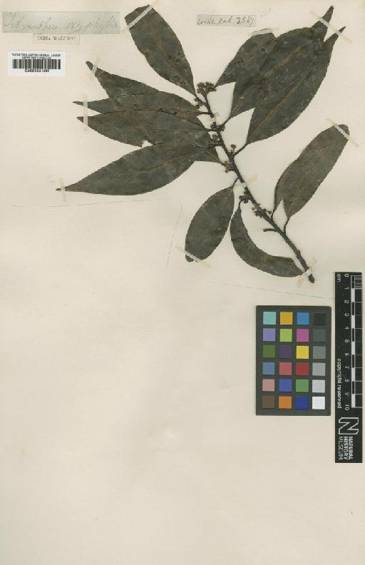 Lindera oxyphylla Hook.f. - BM000951095