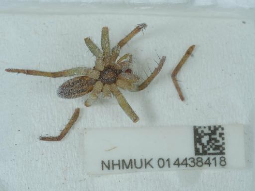 Dolomedes fimbriatus (Clerck, 1758) - 014438418_1