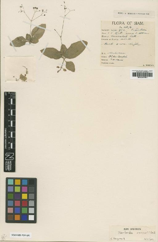 Oldenlandia marcanii Craib - BM000957901