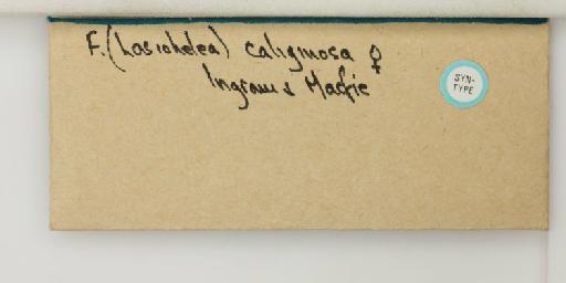Forcipomyia caliginosa Ingram & Macfie - 014894812_additional