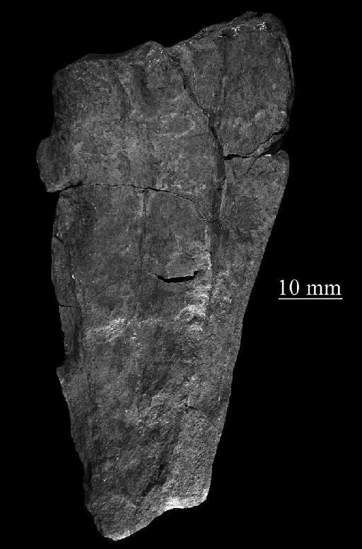 Archaeoconularia slateri - CL 231. Archaeoconularia slateri (specimen)