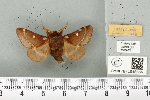 Eriogaster lanestris (Linnaeus, 1758) - BMNHE_1518666_191922