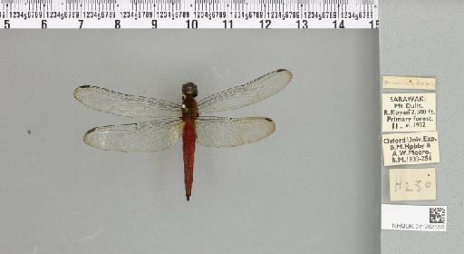 Lyriothemis biappendiculata (Selys, 1878) - 011252856_93000_1255234_2