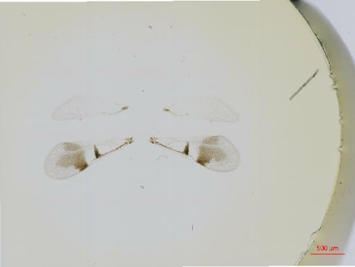 Hexacladia fala Noyes, 2010 - 010178959__2017_01_31-Scene-1-ScanRegion0