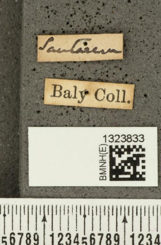 Acalymma bivittulum amazonum Bechyné, 1958 - BMNHE_1323833_label_20469