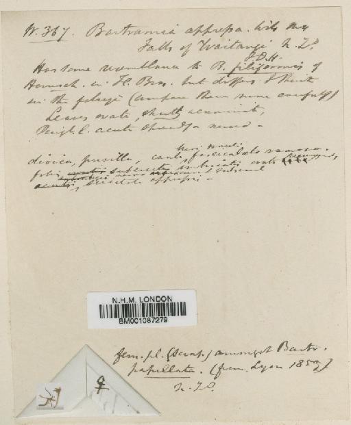 Philonotis scabriflolia (Hook.f. & Wilson) Braithw. - BM001087279.tif
