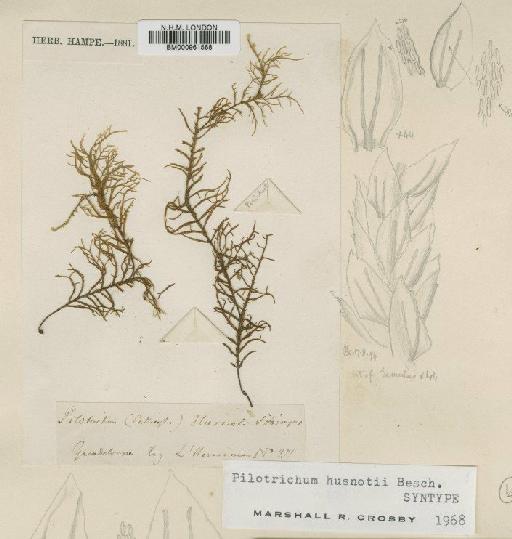 Pilotrichum husnotii - BM000961568