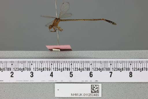 Azuragrion vansomereni (Pinhey, 1955) - 011250485_lateral