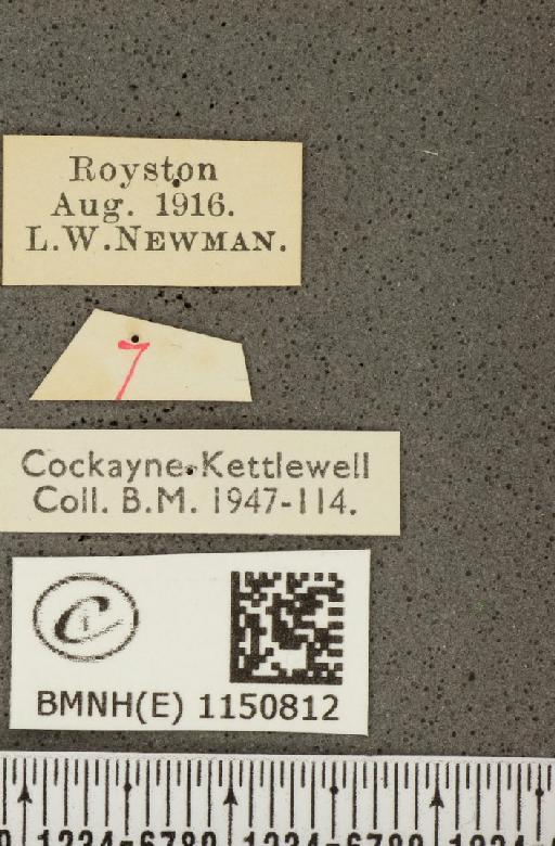 Lysandra coridon ab. inaequalis Tutt, 1896 - BMNHE_1150812_label_102630