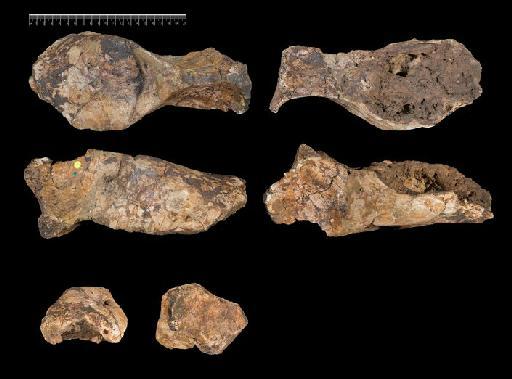 Gyrinodon quassus Hopwood, 1928 - NHMUK PV M 13158 i