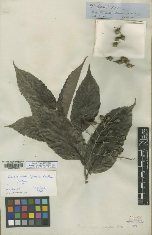 Banara nitida Spruce ex Benth. - BM000624414
