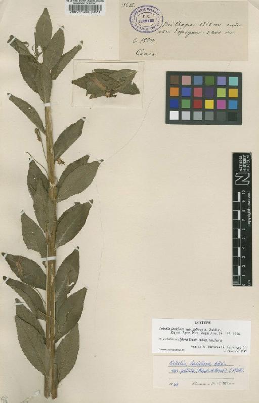 Lobelia laxiflora subsp. laxiflora Kunth - BM000041055