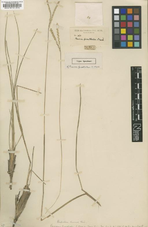 Paspalum furcellatum S.Moore - BM000578788