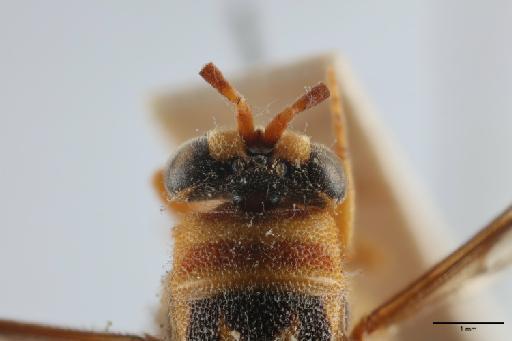 Leucospis santarema Walker, 1862 - 010198539_Leucospis_santarema_LT_dorsal_head