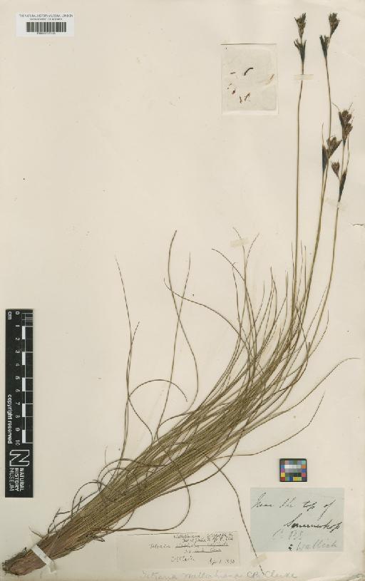 Tetraria wallichiana C.B.Clarke - BM001217138
