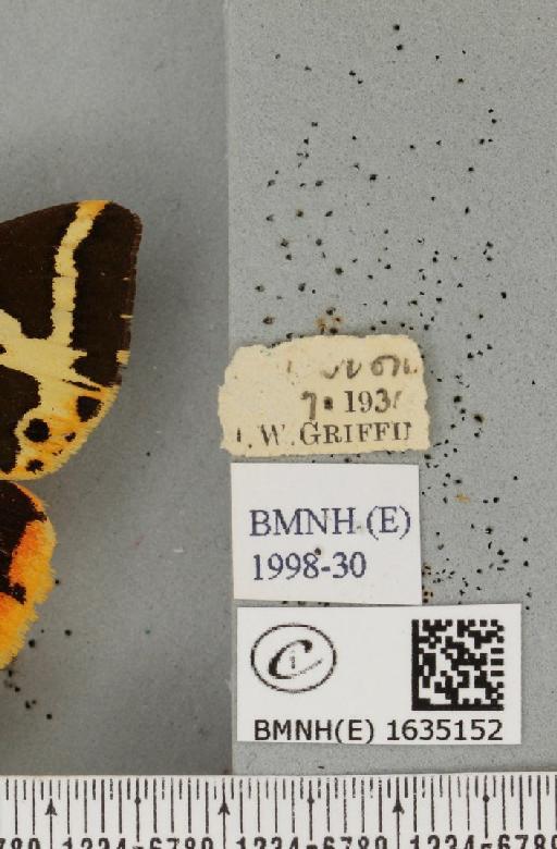 Euplagia quadripunctaria (Poda, 1761) - BMNHE_1635152_label_209216