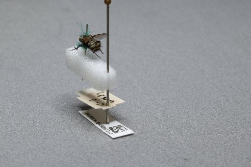 Sarcophaga (Myorhina) nigriventris Meigen, 1826 - 015092316_additional_2