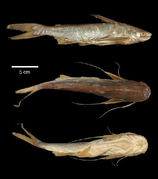 Aelurichthys nuchalis Günther, 1864 - 1864.1.26.344; Elurichthys nuchalis; type; ACSI Project image