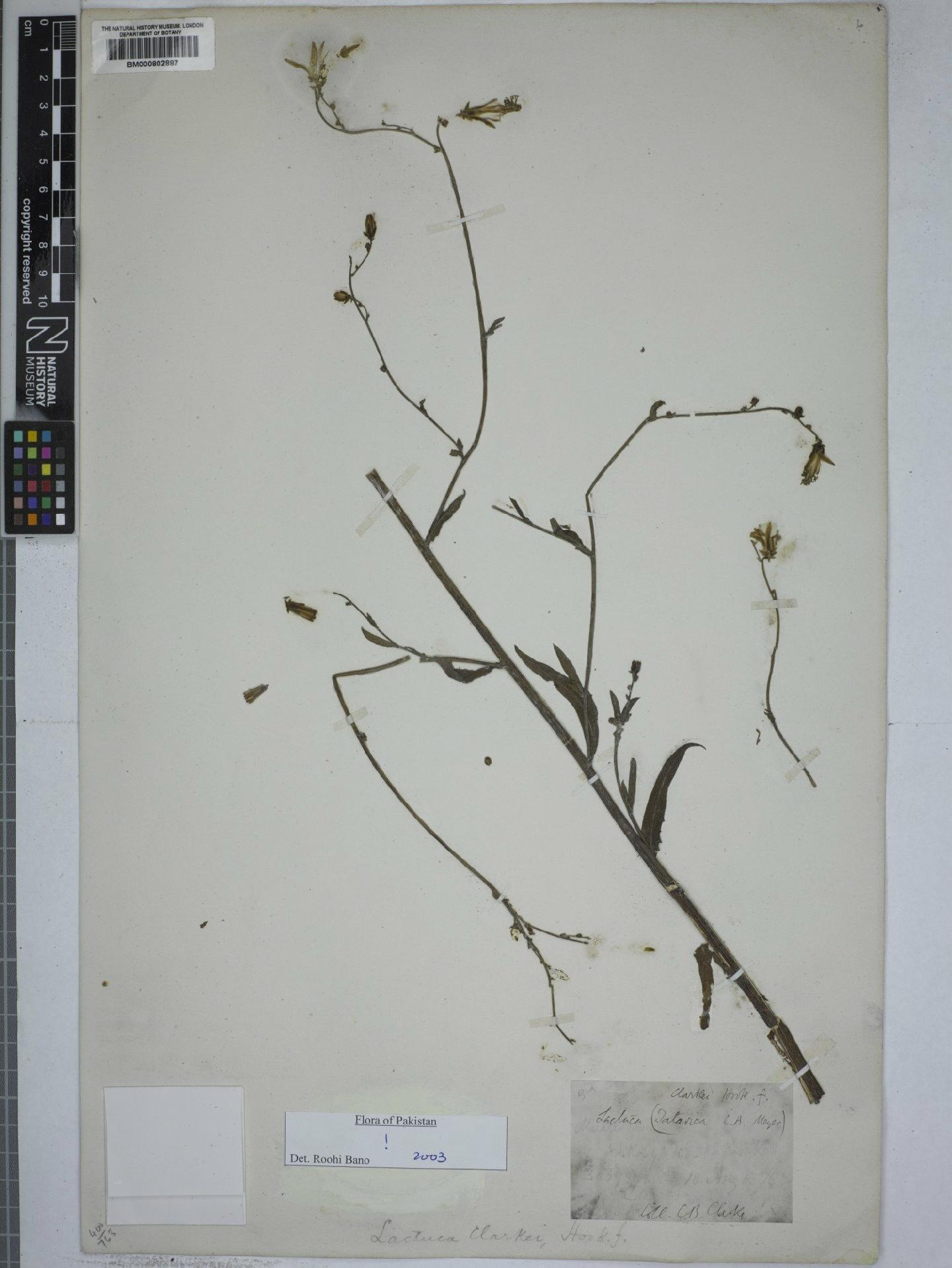 To NHMUK collection (Lactuca clarkei Hook.f.; NHMUK:ecatalogue:4973885)