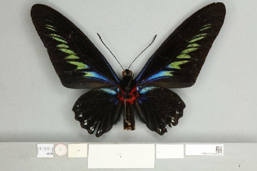 Trogonoptera brookiana mollumar - 013605673_additional