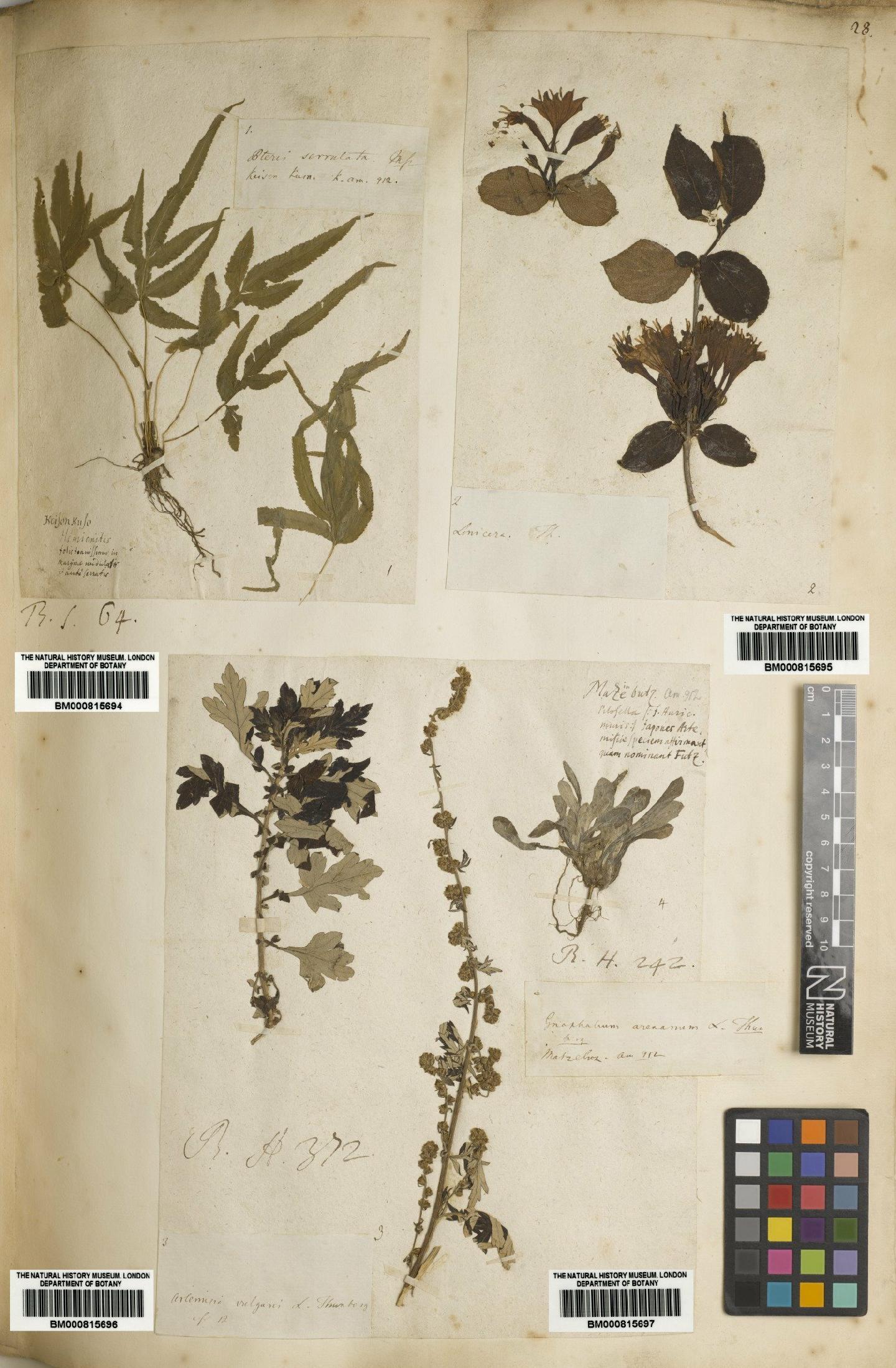 To NHMUK collection (Gnaphalium japonicum Thunb.; NHMUK:ecatalogue:4708724)