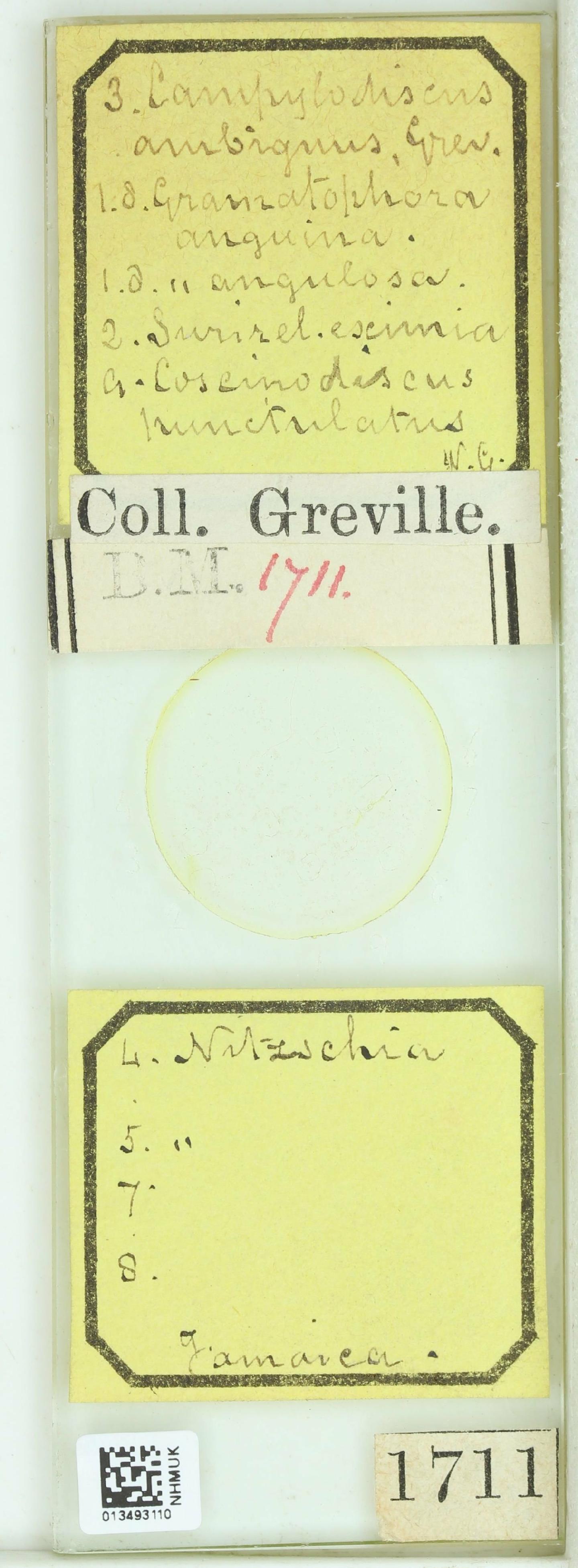 To NHMUK collection (Campylodiscus ambiguus Grev.; NHMUK:ecatalogue:4734331)