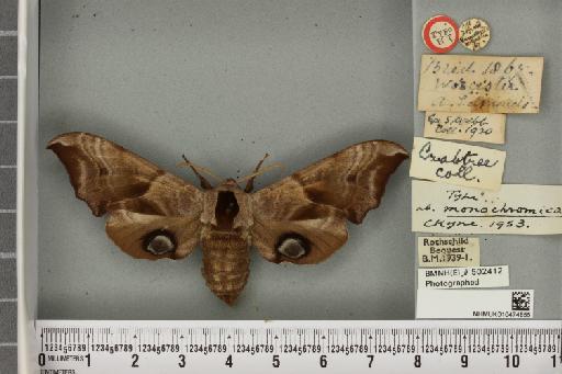 Smerinthus ocellata ab. monochromica Cockayne, 1953 - NHMUK_010474855_525138