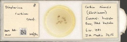 Diaphorina aegyptiaca Puton, 1892 - BMNHE_1251487_371