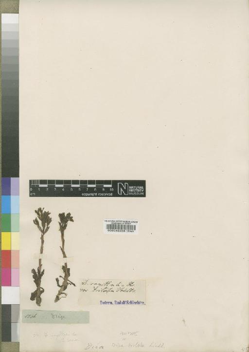 Disa triloba Lindl. - BM000042539