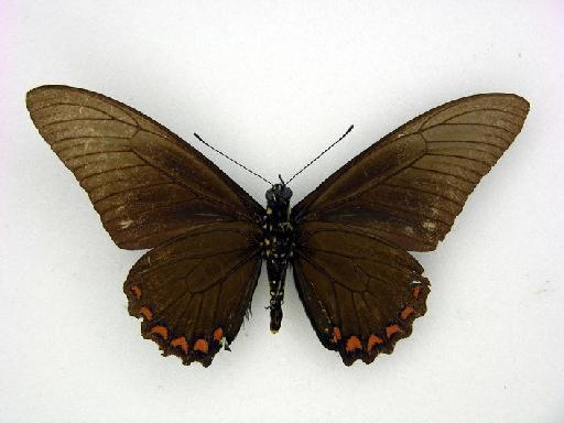 Papilio lycidas Cramer - BMNH TABDP 6798 Battus lycidas Male ventral