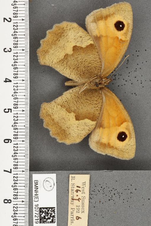 Maniola jurtina insularis (Thomson, 1969) - BMNHE_1077219_61018