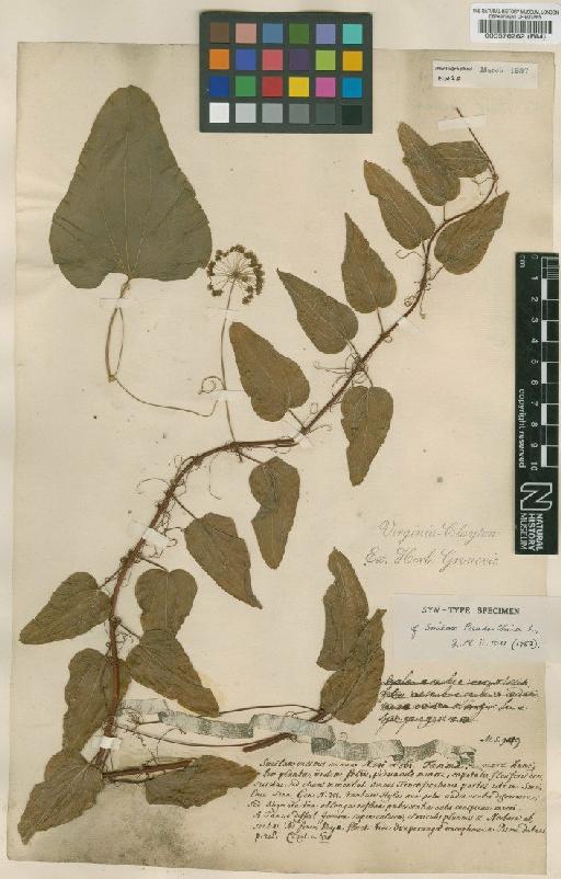 Smilax pseudochina L. - BM000576262