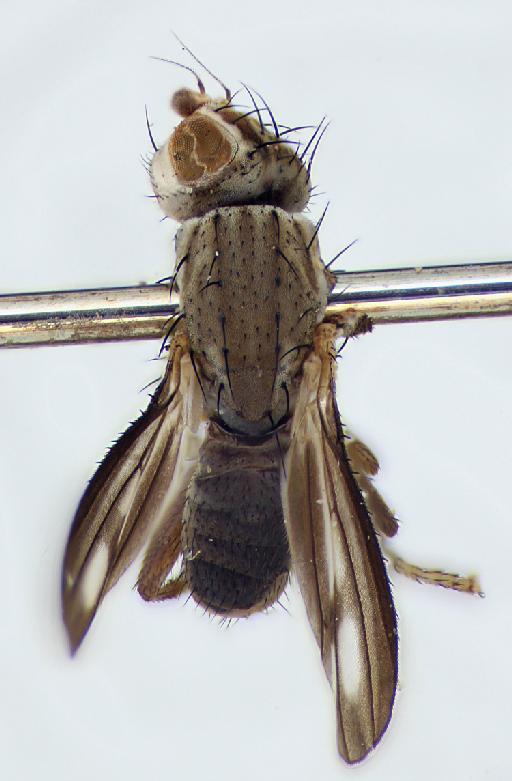 Trixoscelis marginella Fallén, 1823 - Trixoscelis_marginella-010210487-dorsal-32_0x_edit