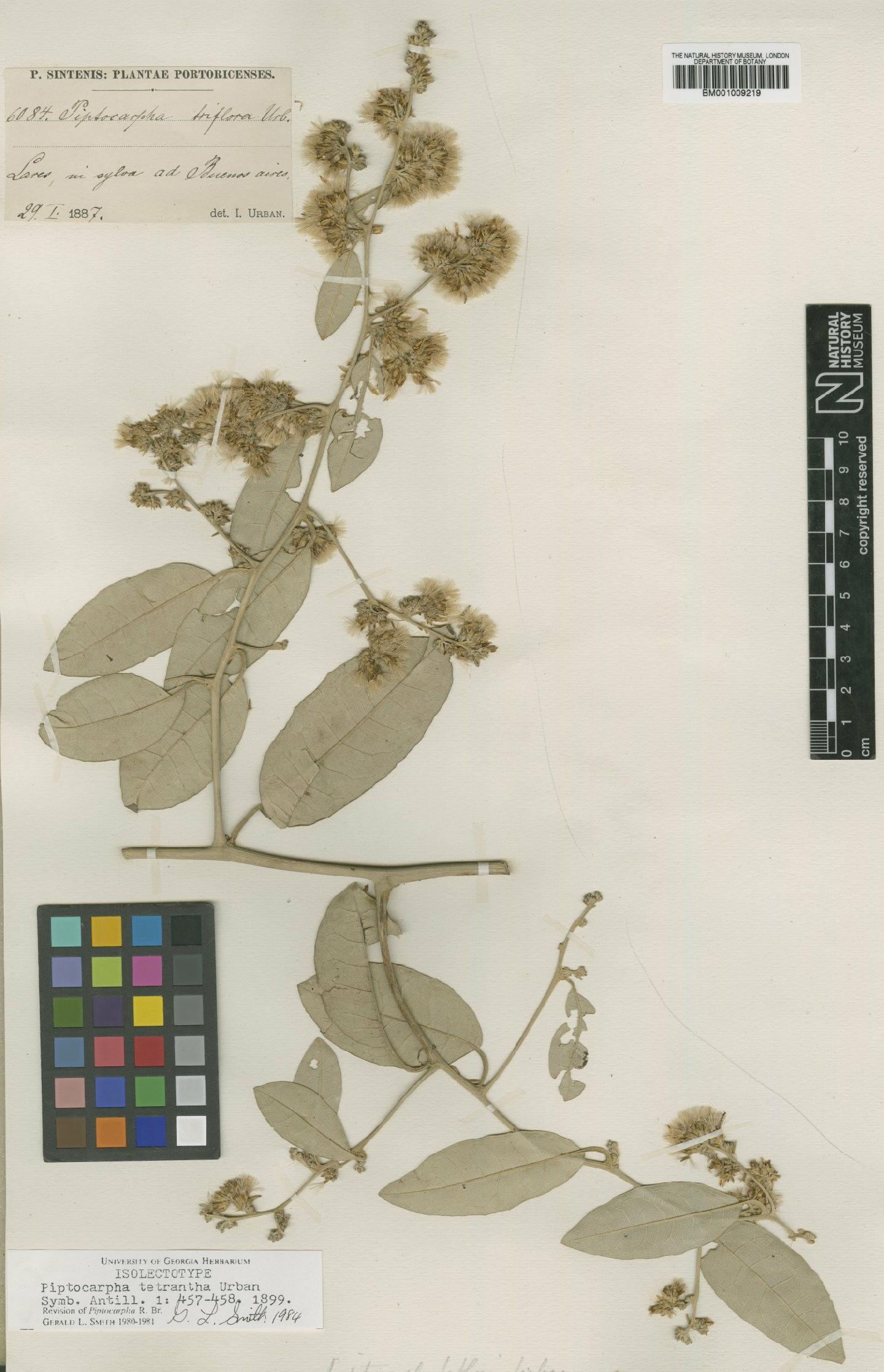 To NHMUK collection (Piptocarpha tetrantha Urb.; Isolectotype; NHMUK:ecatalogue:557619)